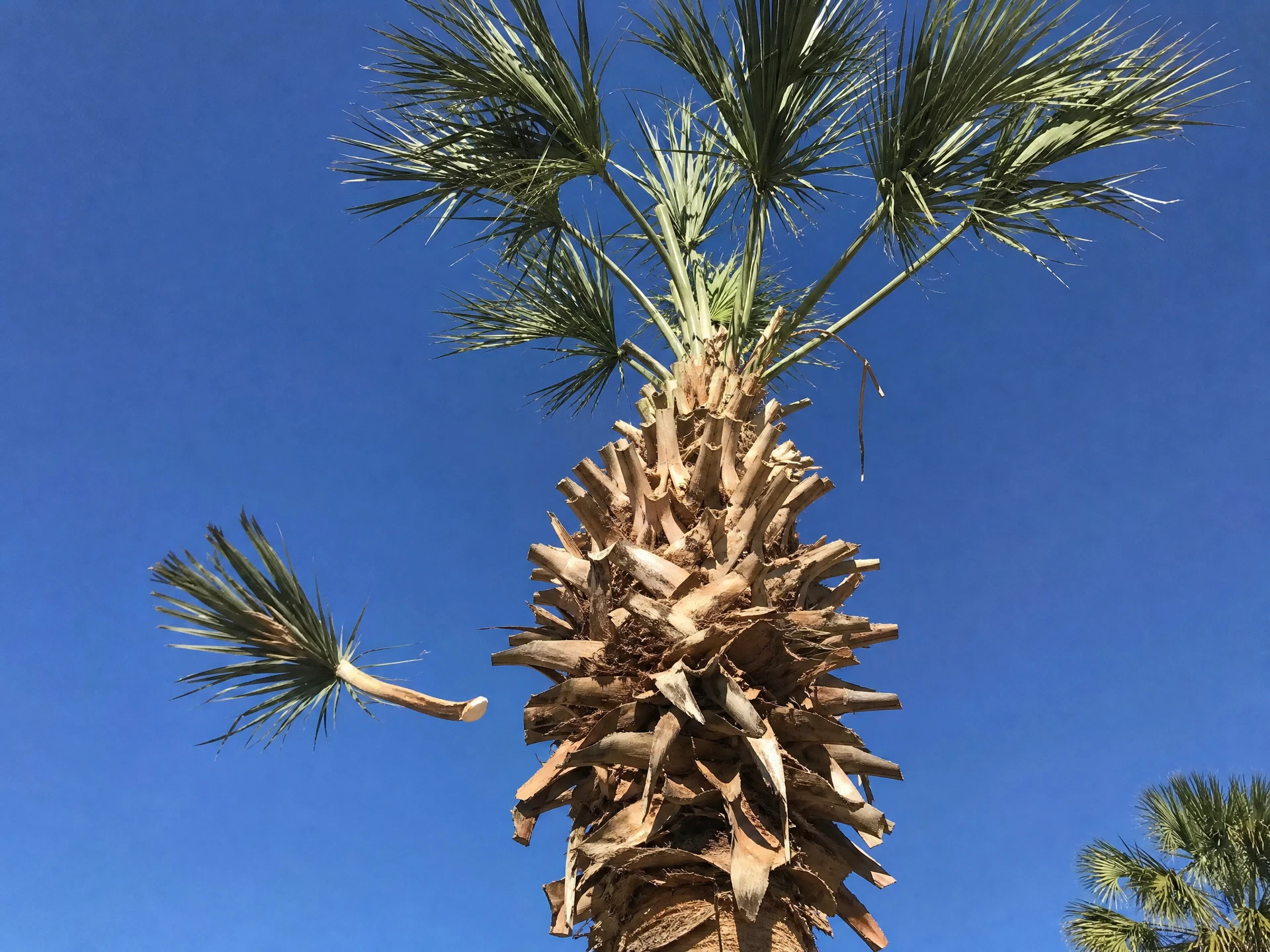 Freshly trimmed sabal palm with clean frond cuts in a Florida yard